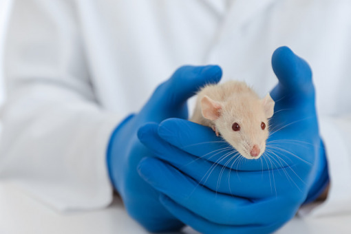 Nadzieja dla chorych na alzheimera? Cząsteczka przywróciła myszom pamięć